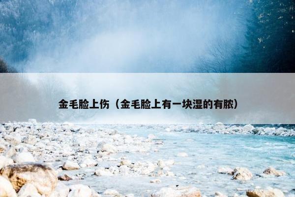 金毛脸上伤（金毛脸上有一块湿的有脓）