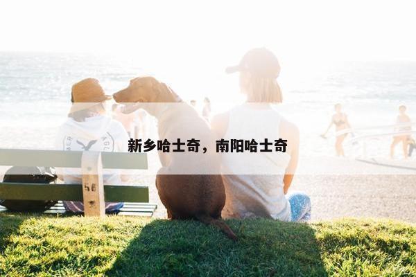新乡哈士奇，南阳哈士奇