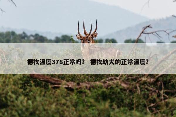德牧温度378正常吗？ 德牧幼犬的正常温度？