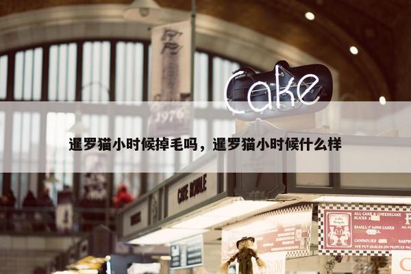 暹罗猫小时候掉毛吗，暹罗猫小时候什么样
