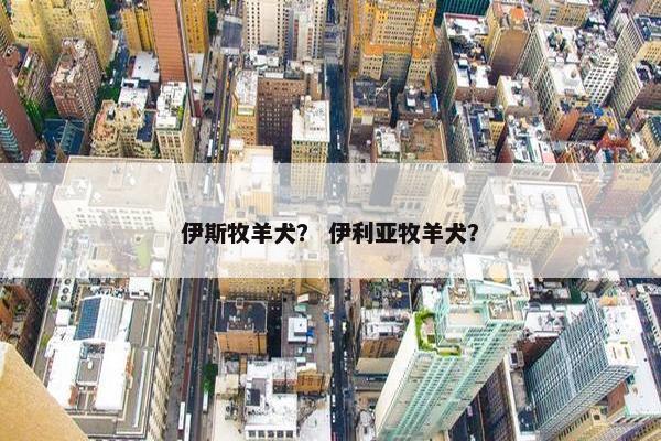 伊斯牧羊犬？ 伊利亚牧羊犬？