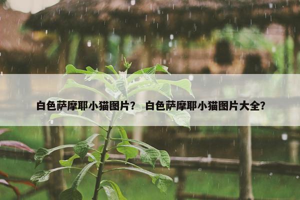白色萨摩耶小猫图片？ 白色萨摩耶小猫图片大全？