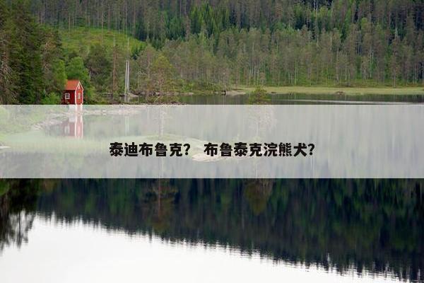 泰迪布鲁克？ 布鲁泰克浣熊犬？