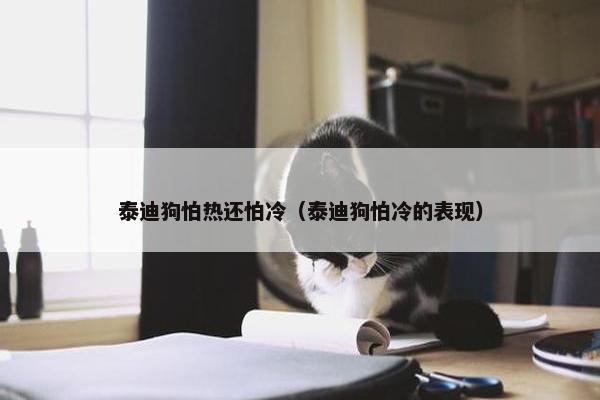 泰迪狗怕热还怕冷（泰迪狗怕冷的表现）