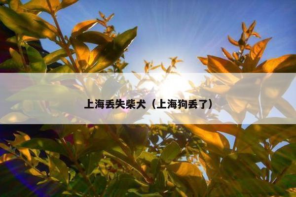 上海丢失柴犬（上海狗丢了）