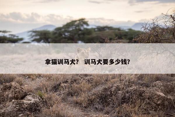 拿猫训马犬？ 训马犬要多少钱？