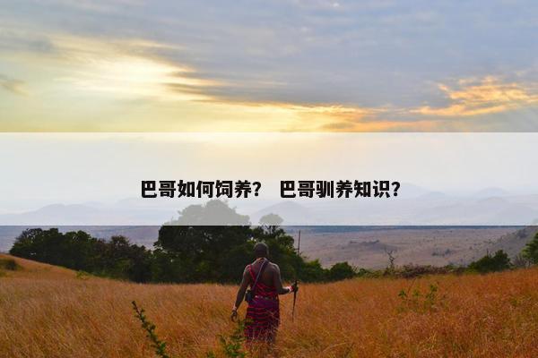 巴哥如何饲养？ 巴哥驯养知识？