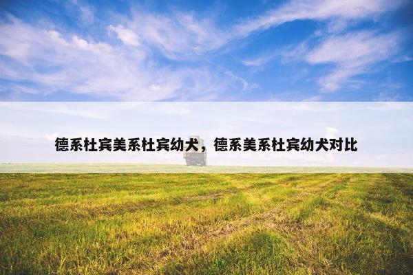 德系杜宾美系杜宾幼犬，德系美系杜宾幼犬对比