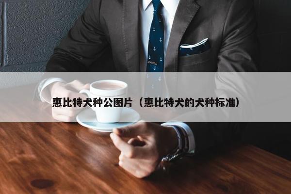 惠比特犬种公图片（惠比特犬的犬种标准）