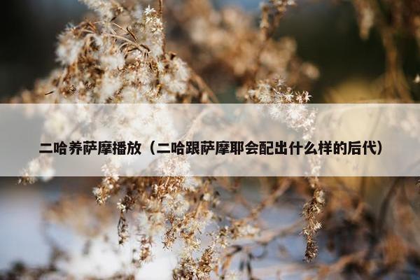 二哈养萨摩播放（二哈跟萨摩耶会配出什么样的后代）