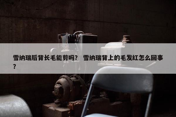 雪纳瑞后背长毛能剪吗？ 雪纳瑞背上的毛发红怎么回事？