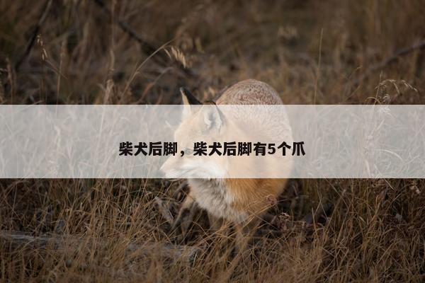 柴犬后脚，柴犬后脚有5个爪