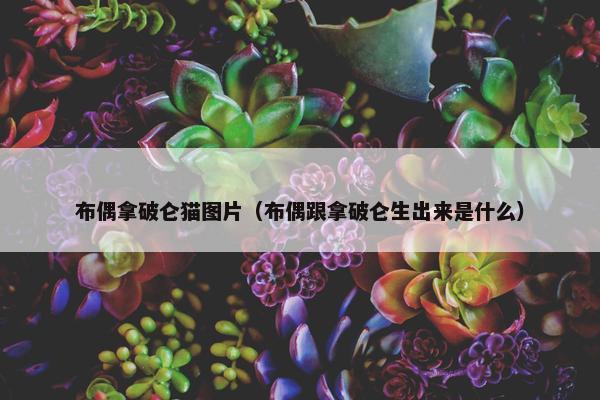 布偶拿破仑猫图片（布偶跟拿破仑生出来是什么）