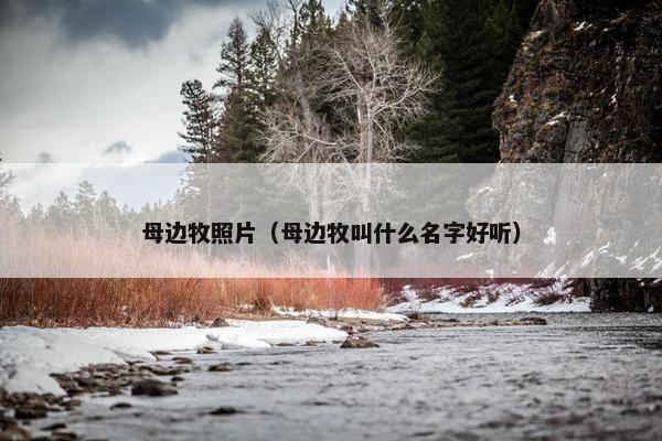 母边牧照片（母边牧叫什么名字好听）