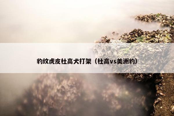 豹纹虎皮杜高犬打架（杜高vs美洲豹）
