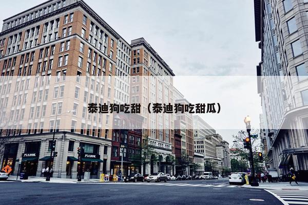 泰迪狗吃甜（泰迪狗吃甜瓜）