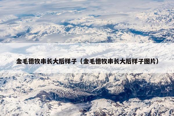 金毛德牧串长大后样子（金毛德牧串长大后样子图片）