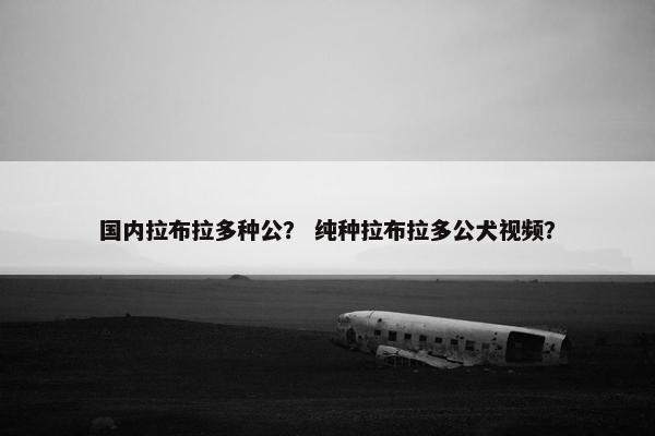 国内拉布拉多种公？ 纯种拉布拉多公犬视频？