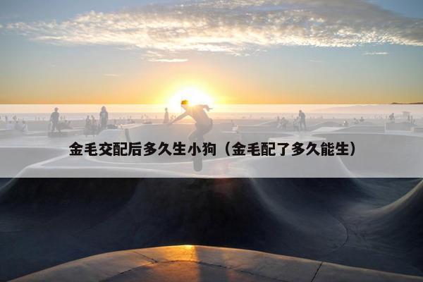 金毛交配后多久生小狗（金毛配了多久能生）