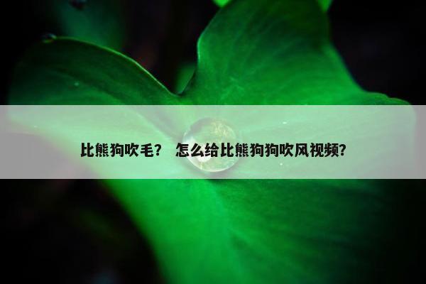 比熊狗吹毛？ 怎么给比熊狗狗吹风视频？