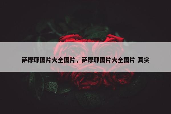 萨摩耶图片大全图片，萨摩耶图片大全图片 真实