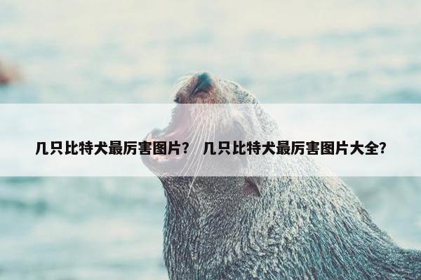 几只比特犬最厉害图片？ 几只比特犬最厉害图片大全？