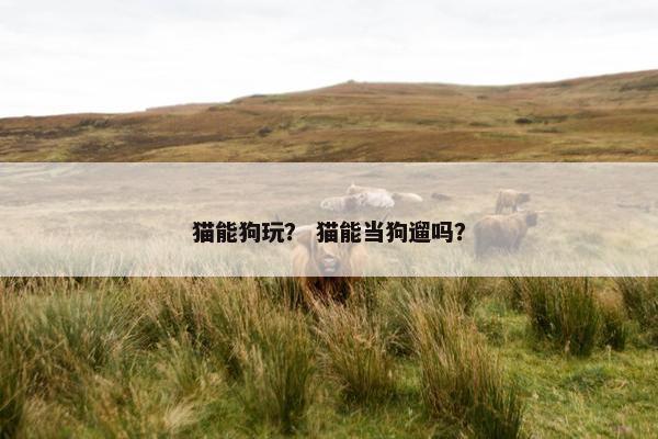 猫能狗玩？ 猫能当狗遛吗？