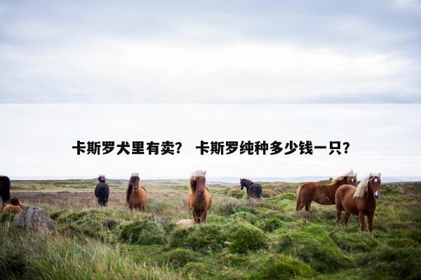 卡斯罗犬里有卖？ 卡斯罗纯种多少钱一只？