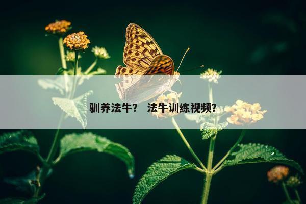 驯养法牛？ 法牛训练视频？
