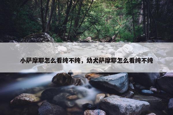 小萨摩耶怎么看纯不纯，幼犬萨摩耶怎么看纯不纯