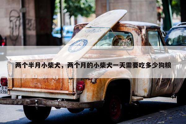 两个半月小柴犬，两个月的小柴犬一天需要吃多少狗粮