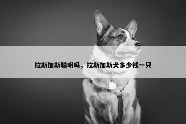拉斯加斯聪明吗，拉斯加斯犬多少钱一只
