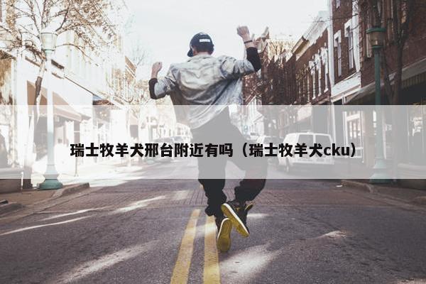 瑞士牧羊犬邢台附近有吗（瑞士牧羊犬cku）