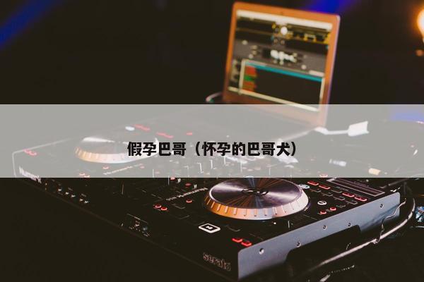 假孕巴哥（怀孕的巴哥犬）