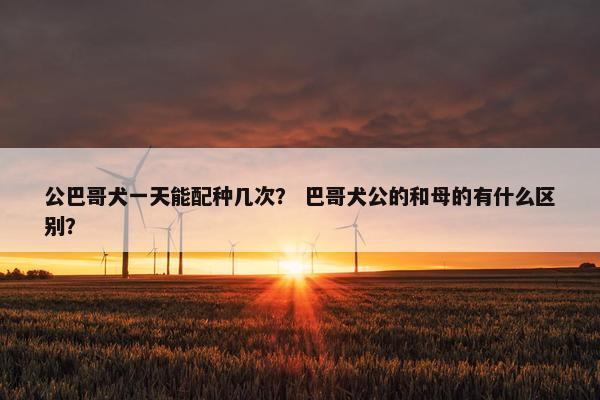 公巴哥犬一天能配种几次？ 巴哥犬公的和母的有什么区别？