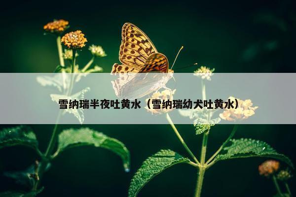 雪纳瑞半夜吐黄水（雪纳瑞幼犬吐黄水）