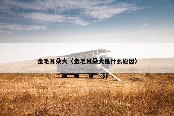 金毛耳朵大（金毛耳朵大是什么原因）