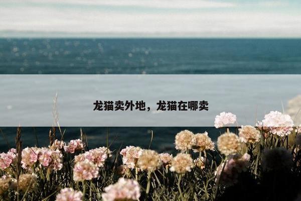 龙猫卖外地，龙猫在哪卖