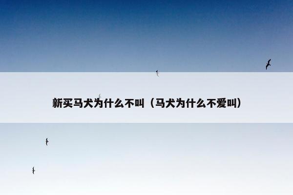 新买马犬为什么不叫（马犬为什么不爱叫）