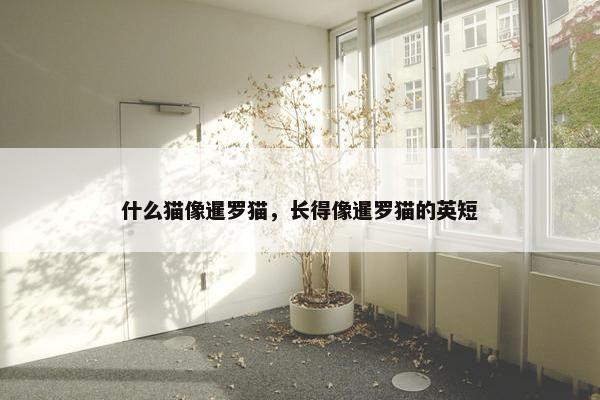 什么猫像暹罗猫，长得像暹罗猫的英短