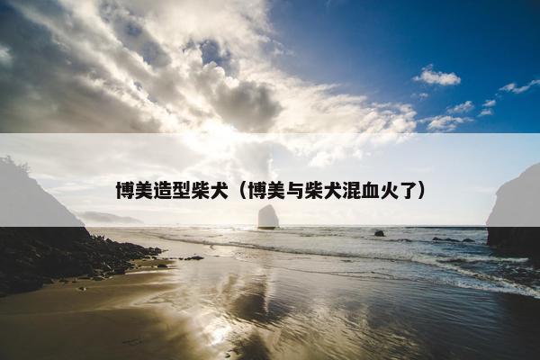 博美造型柴犬（博美与柴犬混血火了）