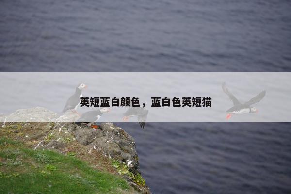 英短蓝白颜色，蓝白色英短猫