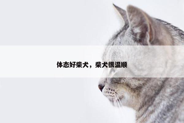 体态好柴犬，柴犬很温顺