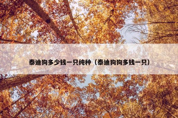 泰迪狗多少钱一只纯种（泰迪狗狗多钱一只）