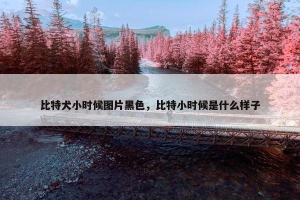 比特犬小时候图片黑色，比特小时候是什么样子