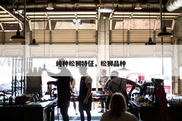纯种松狮特征，松狮品种