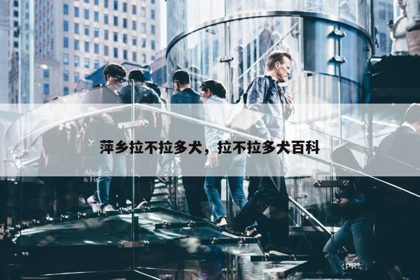 萍乡拉不拉多犬，拉不拉多犬百科