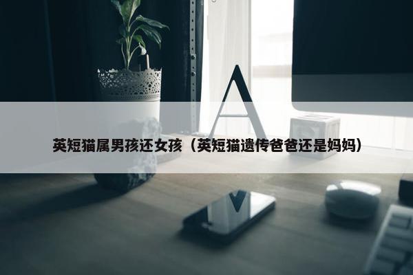 英短猫属男孩还女孩（英短猫遗传爸爸还是妈妈）