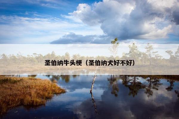 圣伯纳牛头梗（圣伯纳犬好不好）