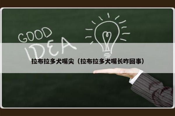 拉布拉多犬嘴尖（拉布拉多犬嘴长咋回事）